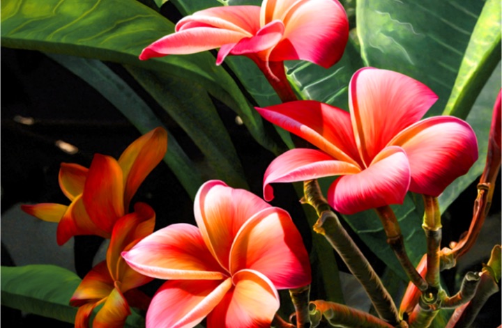 Plumaria Frangipani